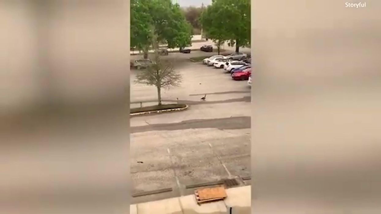 Woman attacked by goose for walking too close to nest is like a cartoon skit