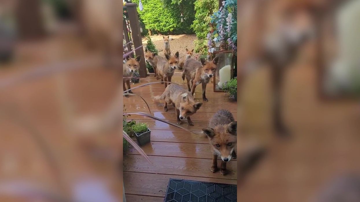 Woman befriends eight baby foxes that now visit for dinner daily