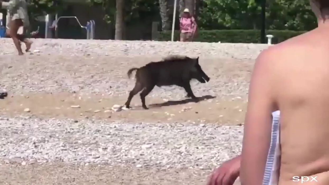 US is being invaded by highly intelligent 'super pigs'