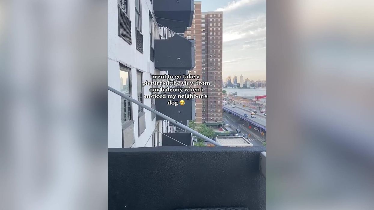 Woman catches neighbour's dog spying through perfectly-shaped hole