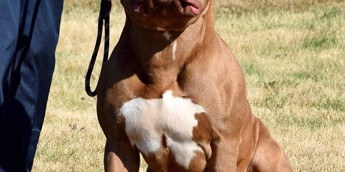 Why American Bully XL Dogs Could Be Banned In UK After Birmingham why-american-bully-xl-dogs-could-be-banned-in-uk-after-birmingham