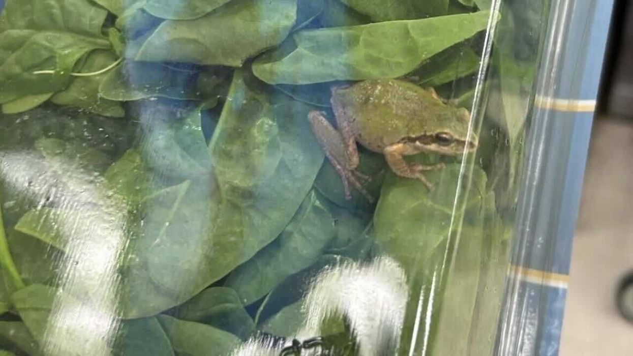 Family discover live frog in 'triple-washed' spinach packet