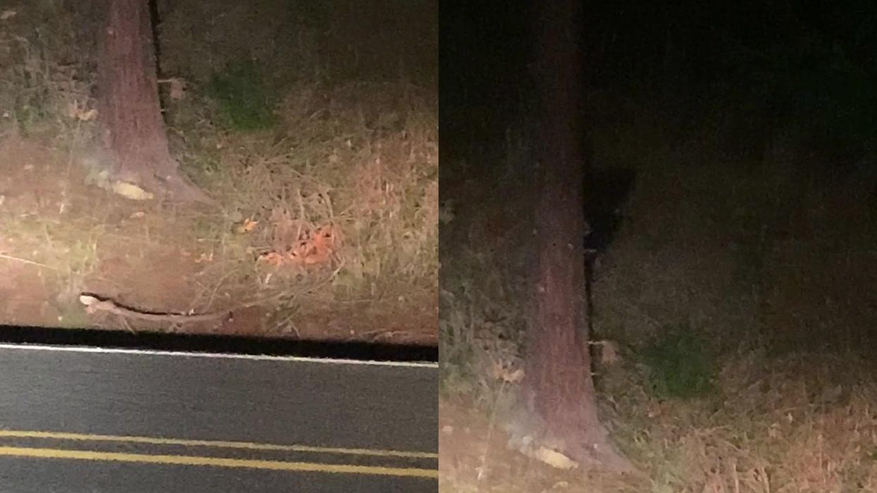 Mysterious 'chupacabra' creature reportedly on the loose in Texas