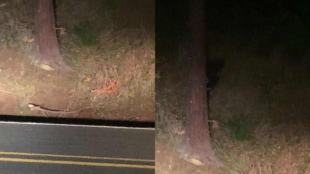 Couple discover they have mysterious 'creature' living in their house