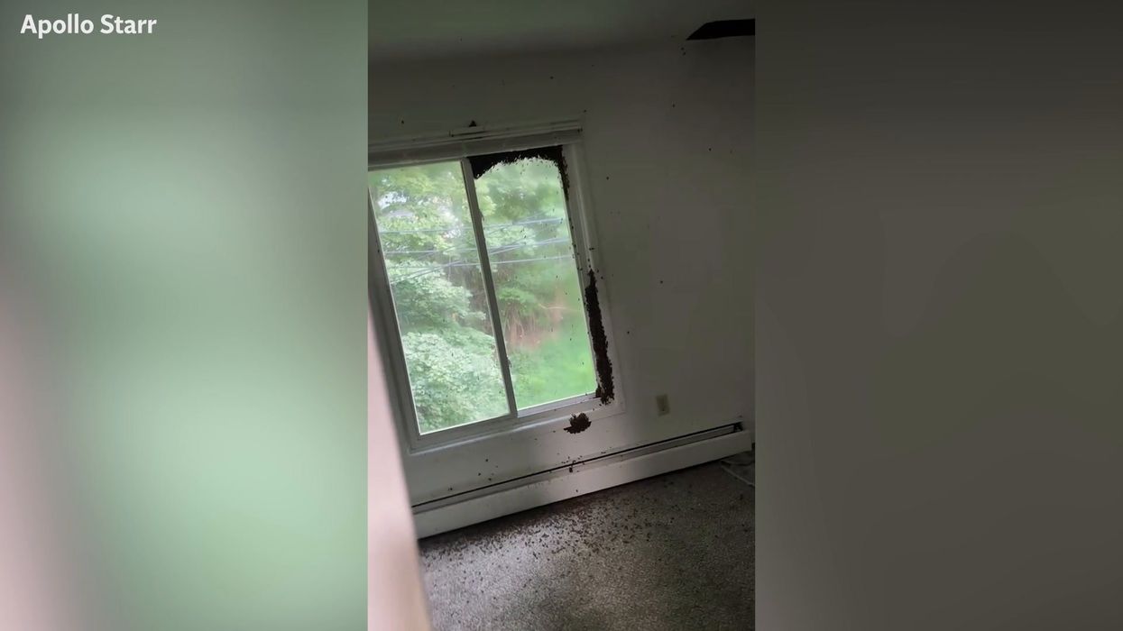 Woman horrified to learn apartment had 80,000 bees living in the walls