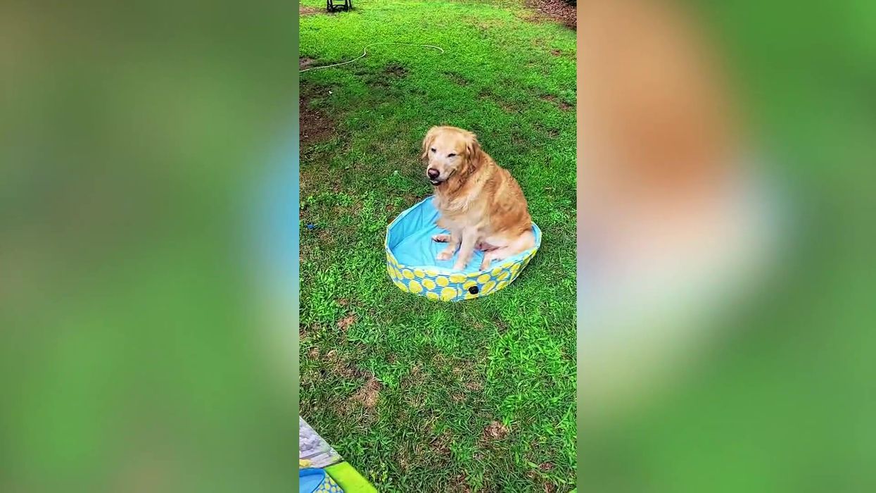 Woman left unimpressed after her dog can barely fit in bargain pet pool