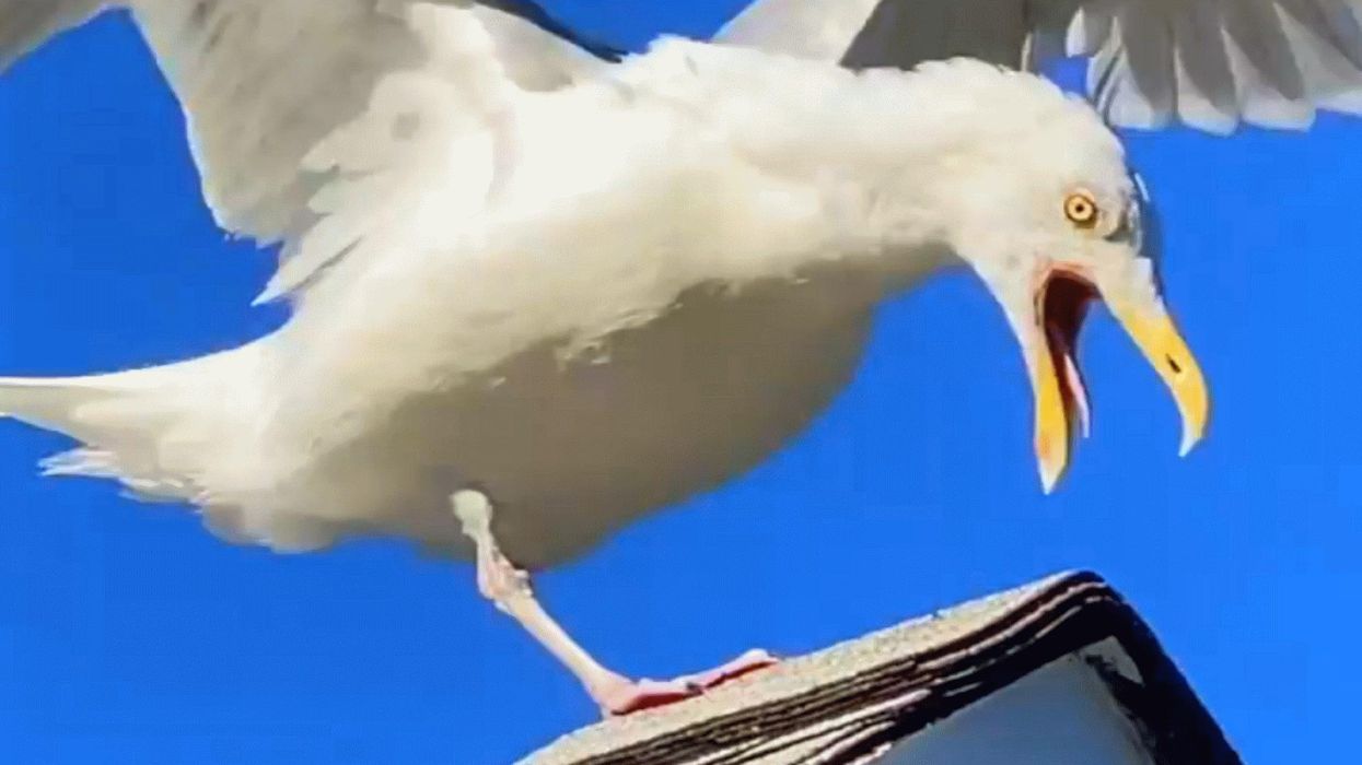 Woman opens a café for 'handsome' disabled seagull