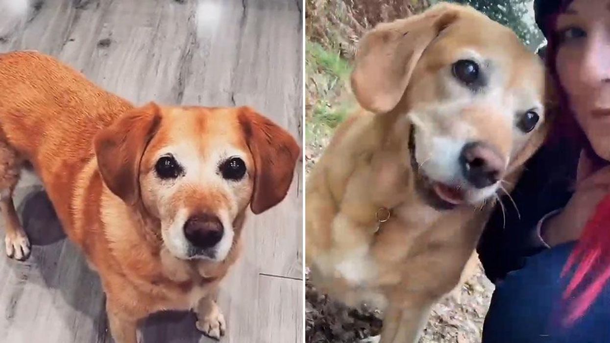 Woman quits her job to help her terminally ill dog complete 'bucket list'
