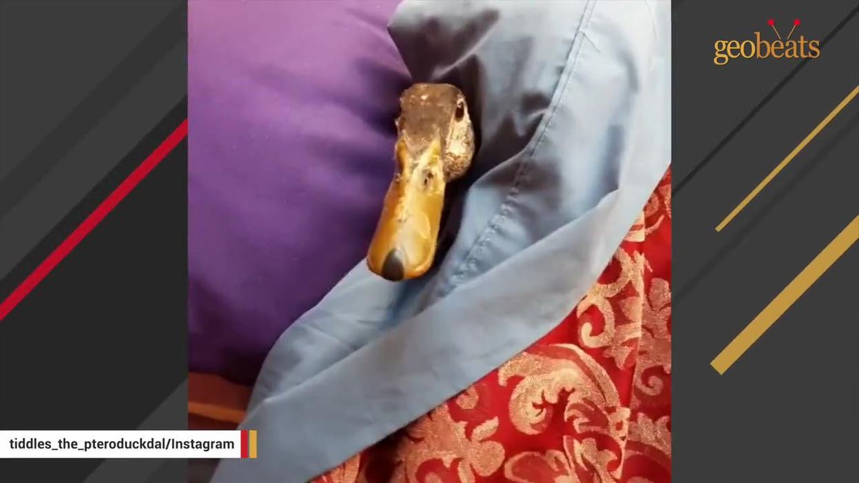 Woman raises duck afraid of water like her own baby