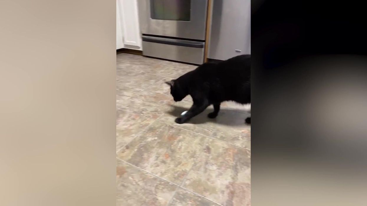 Woman shows how a cat understands the fragility of an egg