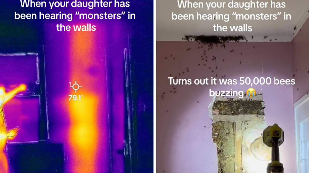 Woman whose daughter heard 'monsters' in house discovers 50,000 bees living in the walls