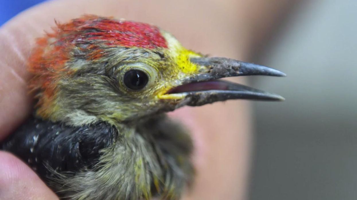 Woodpecker manages to 'destroy' home with thousands of acorns