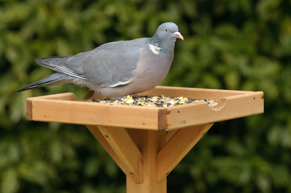 Woodpigeon on a bird table