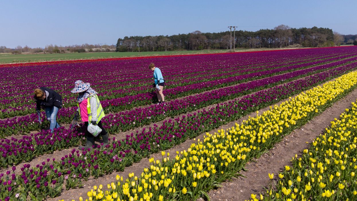 Workers make their way along rows of tulips which have burst into colour in fields near King's Lynn in Norfolk. (Joe Giddens/ PA)