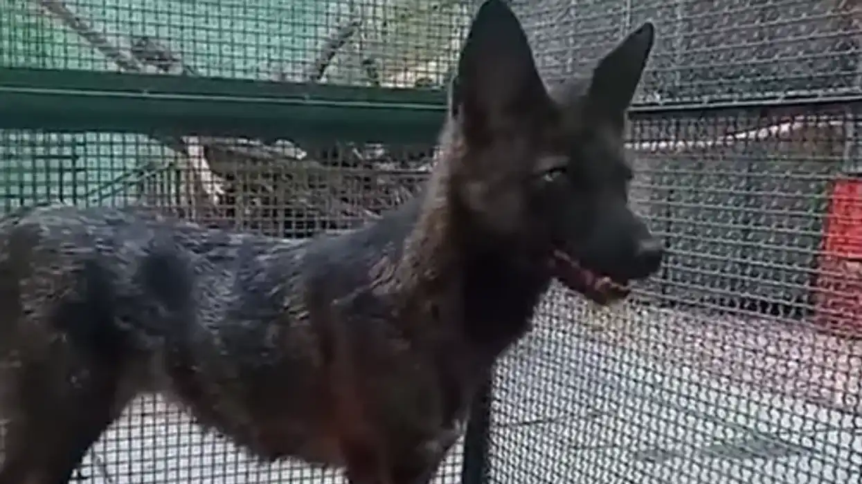 A dog has successfully bred with a fox to create a rare hybrid