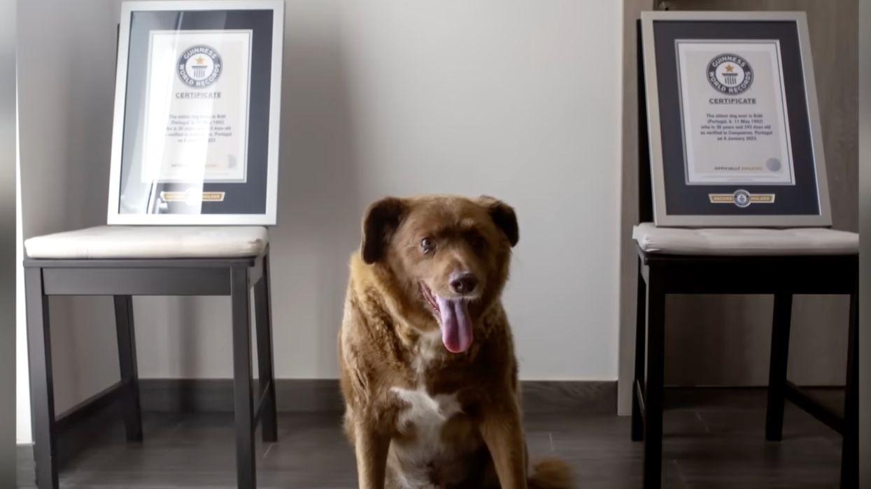 'World's oldest dog' has title suspended as conspiracy theories swirl