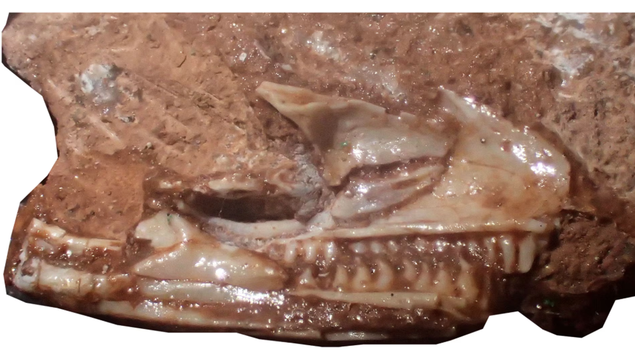 World's oldest lizard dating back 205 million years discovered preserved in UK quarry