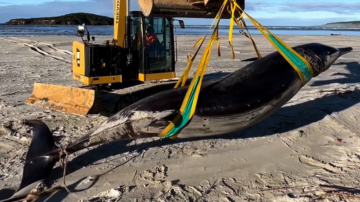 World's rarest whale washes up on a beach in New Zealand