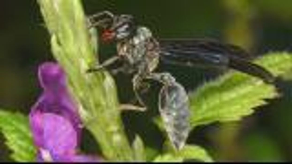 What is flying ant day?