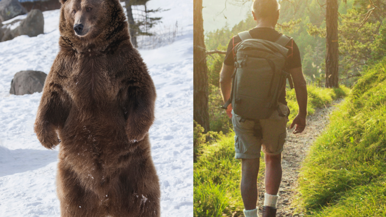 TikTok's Man vs Bear debate explained