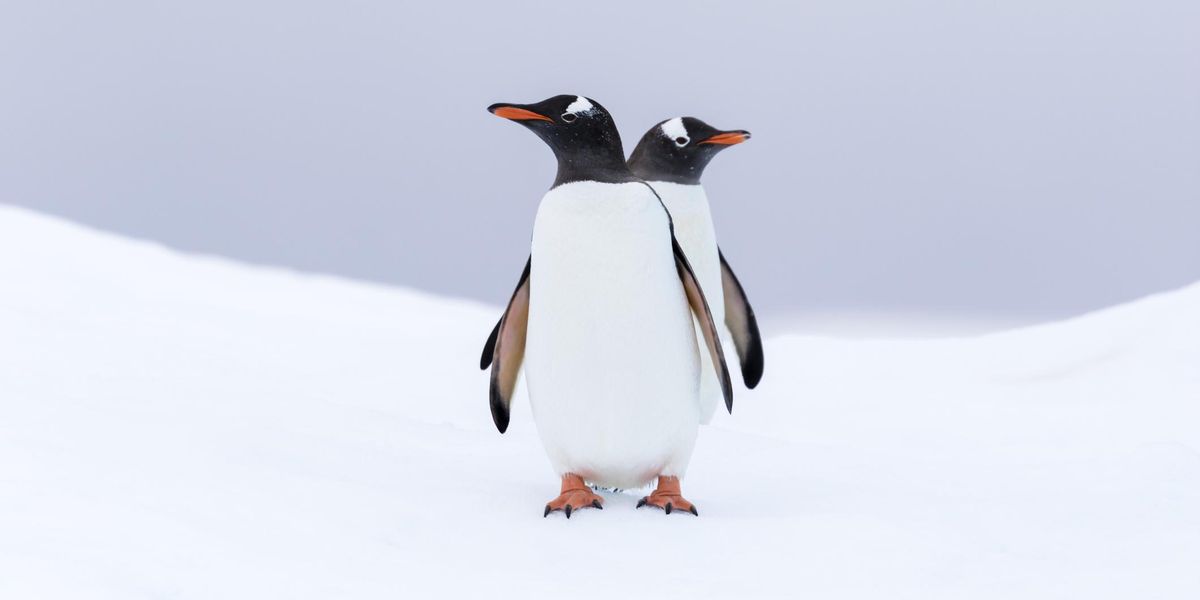 Four Women To Run World s Most Remote Post Office And Count Penguins In four-women-to-run-world-s-most-remote-post-office-and-count-penguins-in