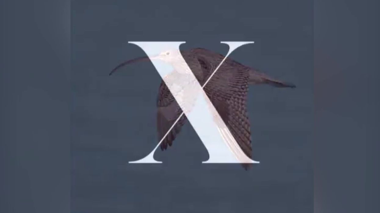 WWF Germany praised for 'brilliant' extinction awareness campaign using Twitter 'X' logo
