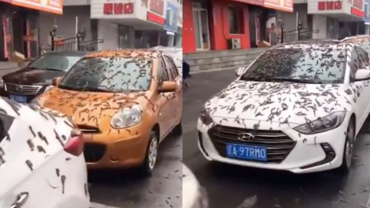 Did it rain 'worms' in China during alleged weather phenomenon?