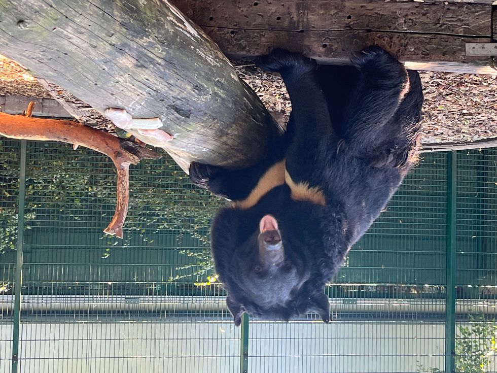 Bear found in abandoned Ukrainian zoo arrives at new home in Scotland