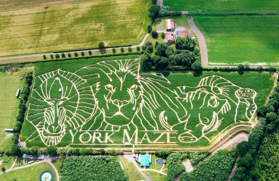 York Maze