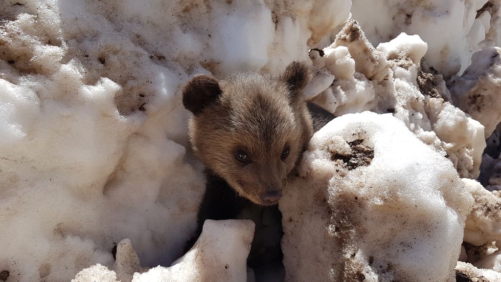 Young cub in snowdrift