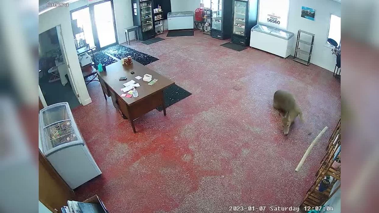 Deer gets perfect revenge on butcher's shop with chaotic entry