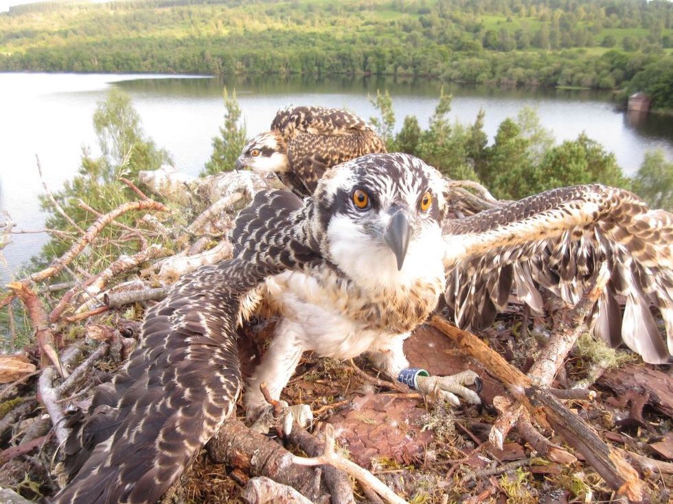 Osprey chicks take flight for the first time