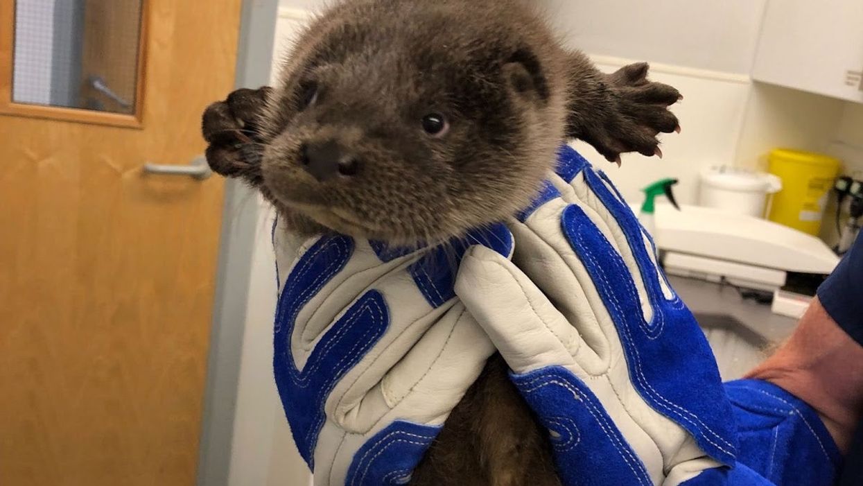 Young otter cub found alone and crying for his mum now doing well in RSPCA care (RSPCA)