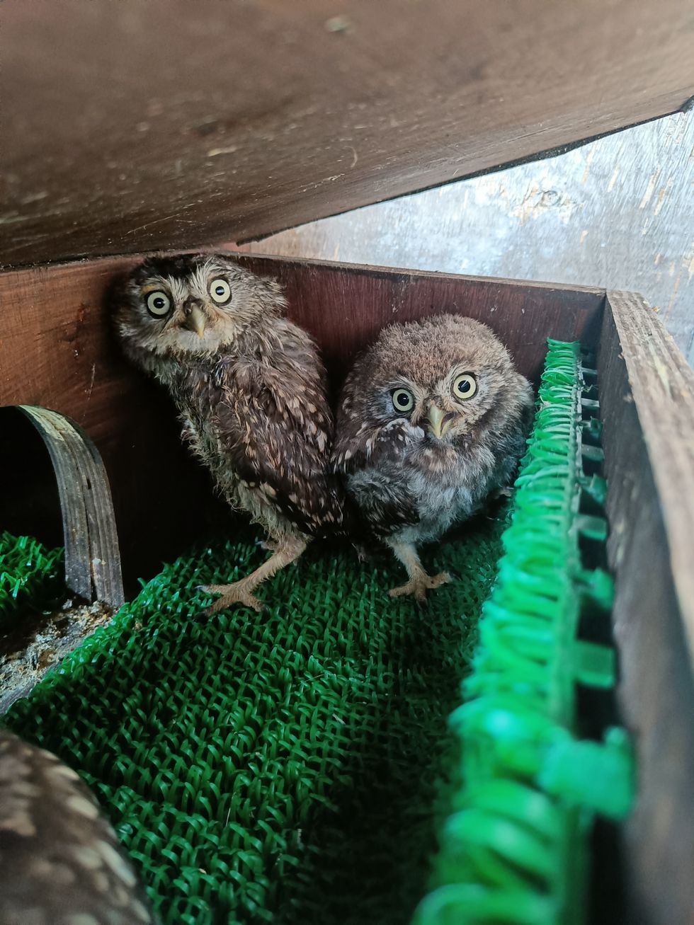 Young owls rescued from Glastonbury’s Pyramid Stage after Guns N’ Roses set
