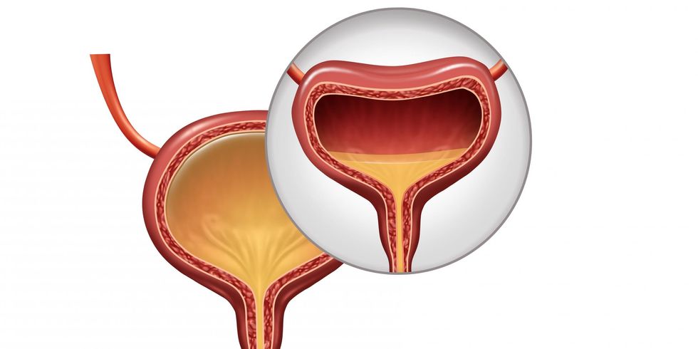 Your bladder can hold 1-2 cups of liquid comfortably
