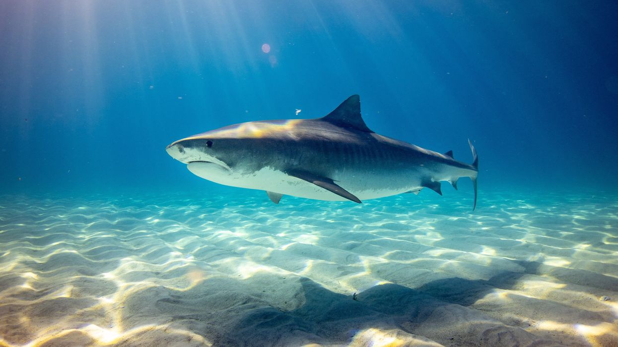 Why your choice of swimwear could attract sharks