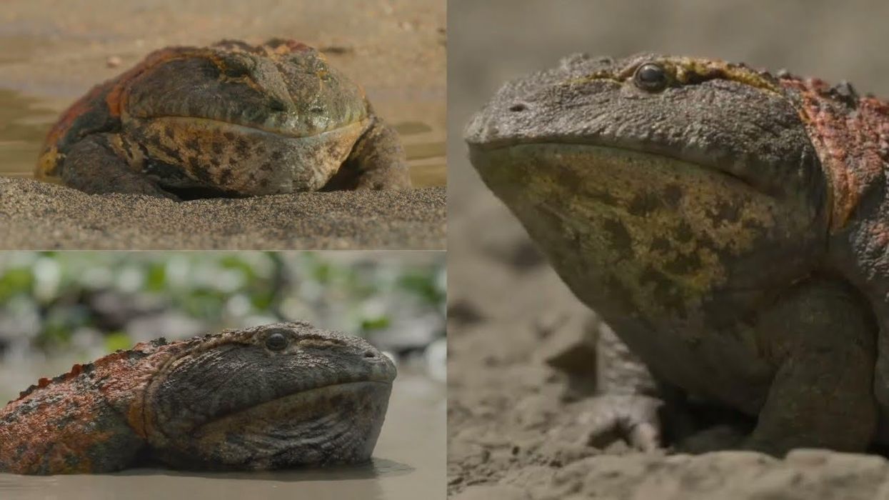 A giant 'devil frog' called Beelzebufo ate baby dinosaurs 70 million years ago