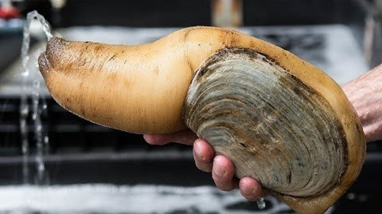 Giant clam that looks like a penis can live for more than 165 years