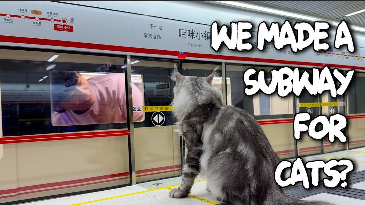 Chinese YouTuber builds an entire human world for his pet cats - and it's pretty impressive