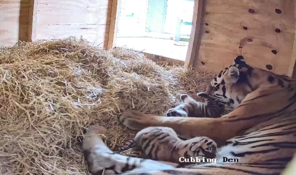 Two rare tiger cubs born at UK safari park