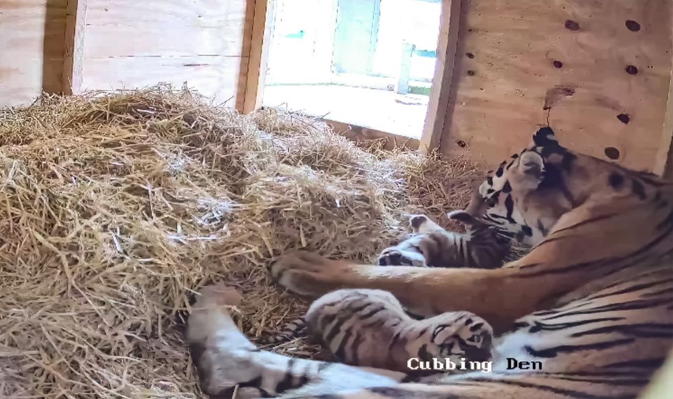 Two rare tiger cubs born at UK safari park