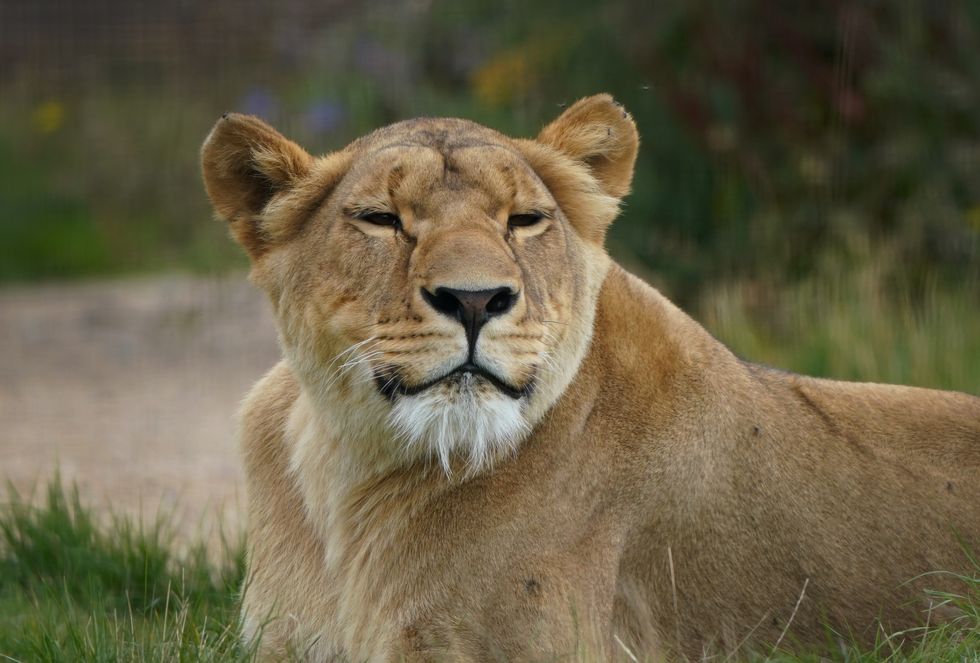 Lioness with shell shock ‘thriving’ a year after rescue from Ukraine