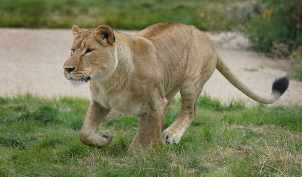 Yuna the lioness enjoying her enclosure in Kent