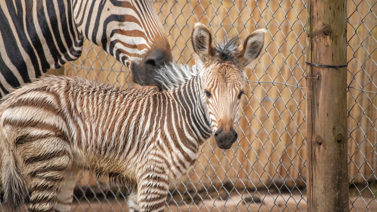 Zebra foal born at Paignton Zoo