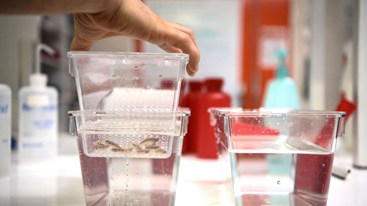 Zebrafish sit in a plastic tub in a lab