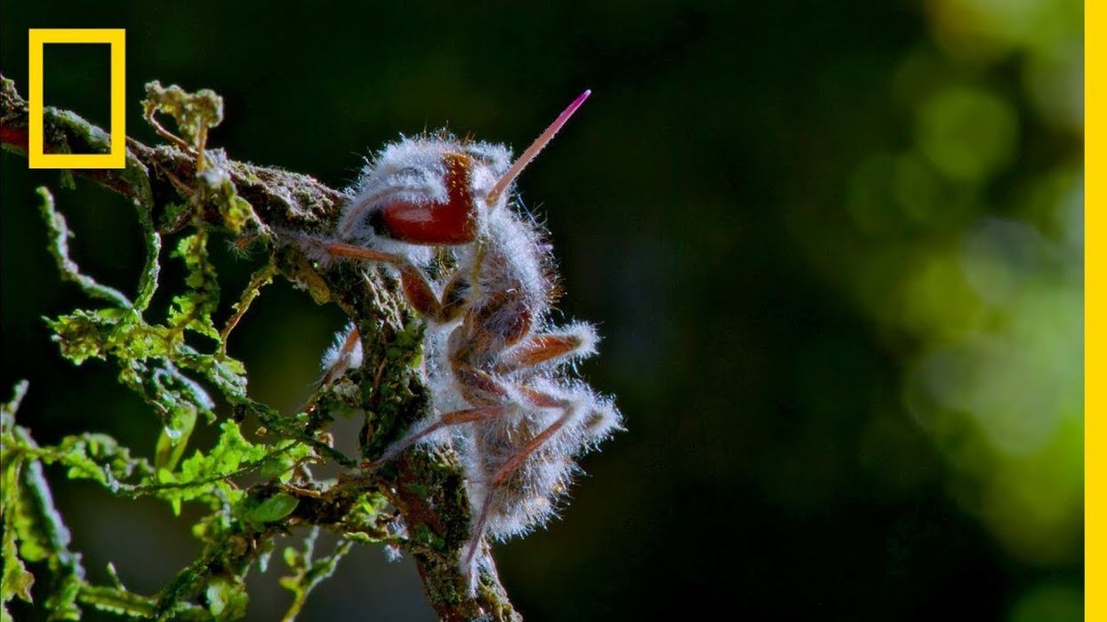 'Last of Us'-style plant fungus infects a human in first-ever known case