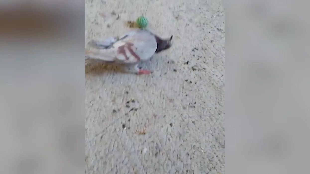 'Zombie pigeons' with mysterious twisting necks are freaking out the UK