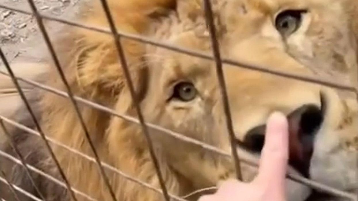 Zoo animals getting 'booped' on the nose is the sweetest thing you'll see today