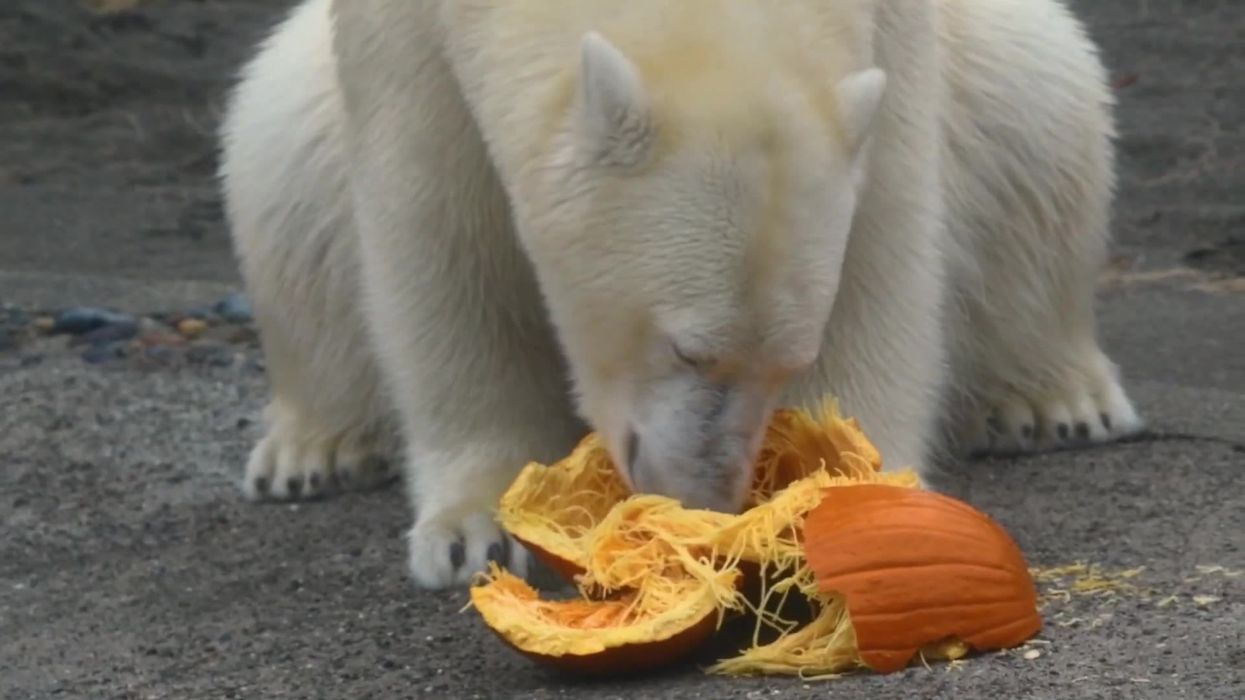 These zoo animals celebrating Halloween is the cutest thing you'll see today