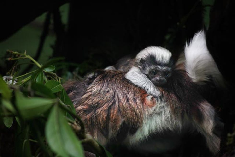 Zoo announces birth of tiny tamarin